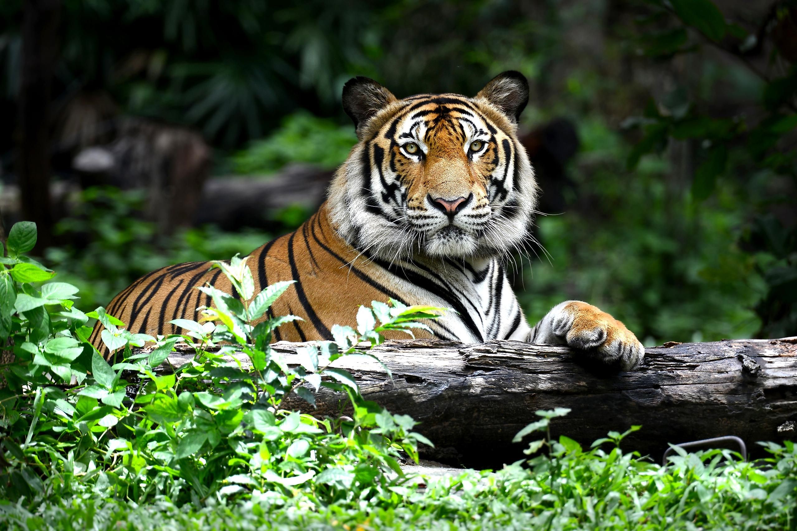 A Bengal tiger.