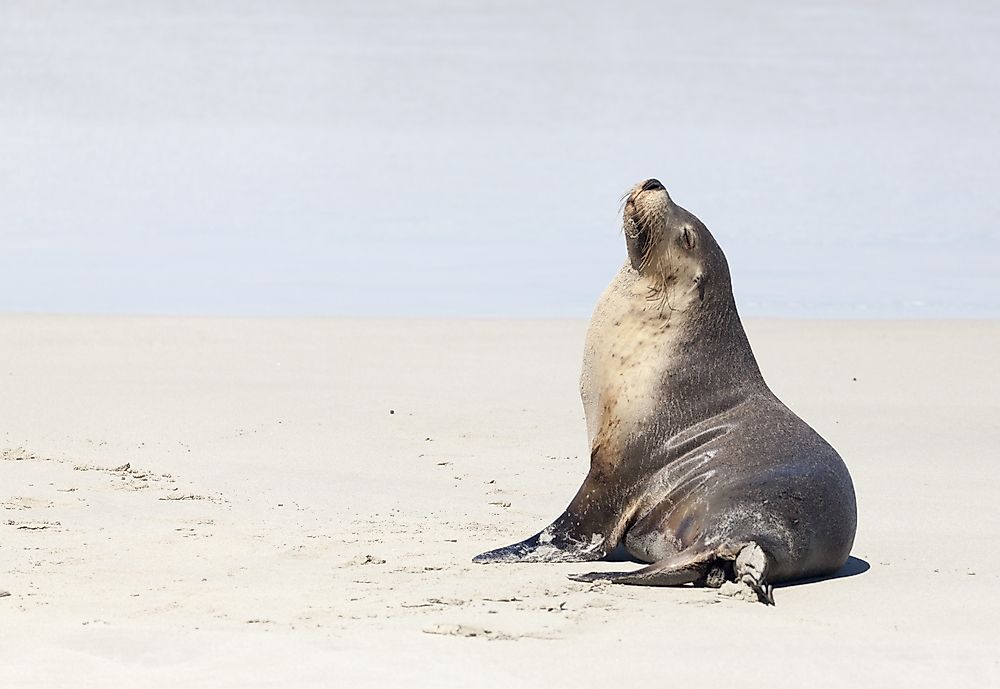 The fur seal has an underbelly which helps to keep them warm.