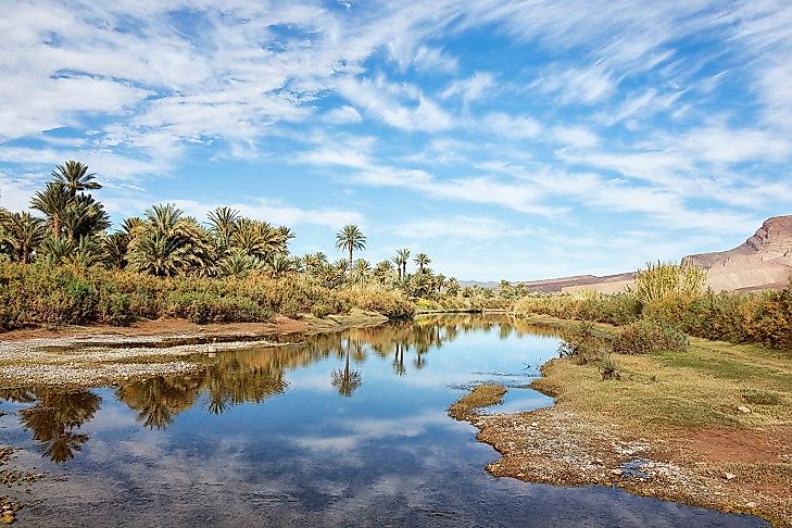 A stand of palm trees in a Moroccan oasis along the Draa River.