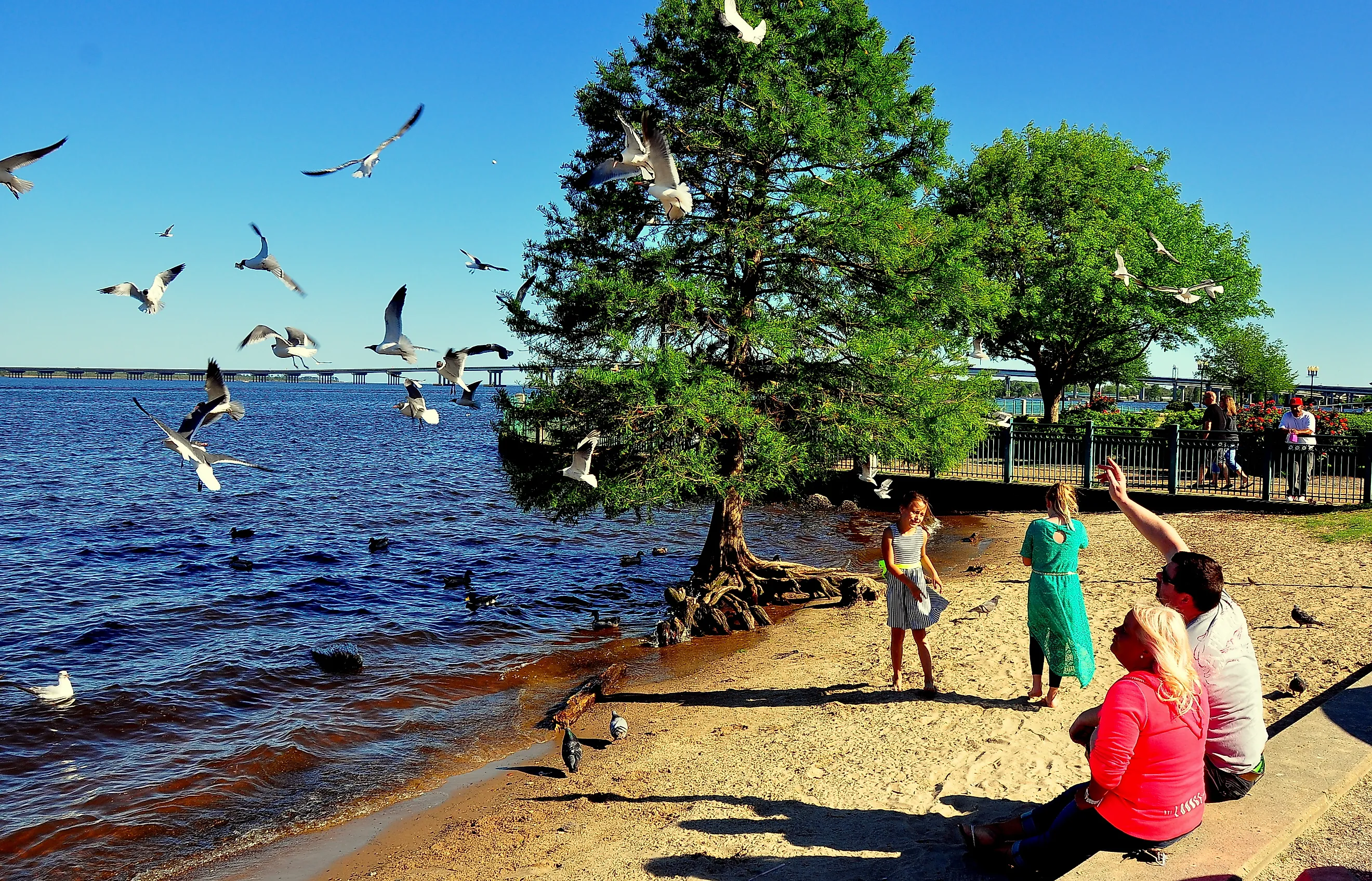 New Bern, North Carolina: Family feeding a flock of flying seagulls on the banks of the Neuse River, via LEE SNIDER PHOTO IMAGES / Shutterstock.com