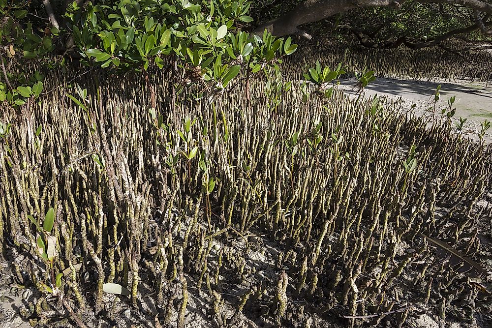Blank mangrove is a flowering plant species that can be found on the sandy shores of Mauritania.