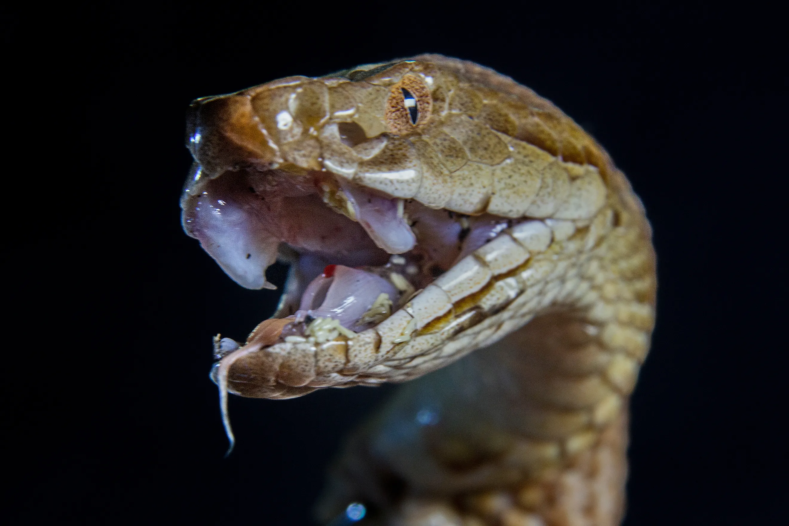 Copperheads are native to Mississippi.
