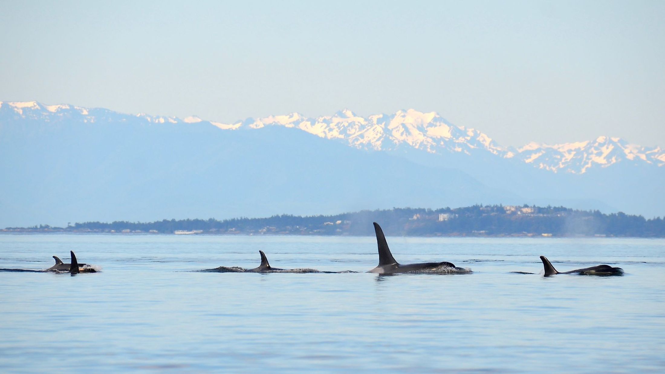 A pod of wild orcas travels north in the waters of the Salish Sea, the towering Olympic Mountains behind them.
