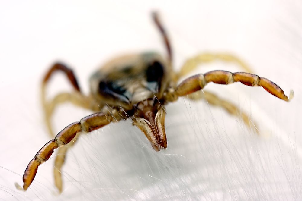 The Australian paralysis tick.
