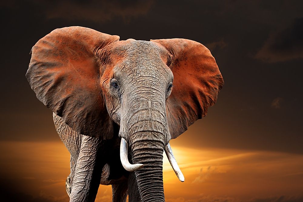 Elephant in the National park of Kenya, Africa