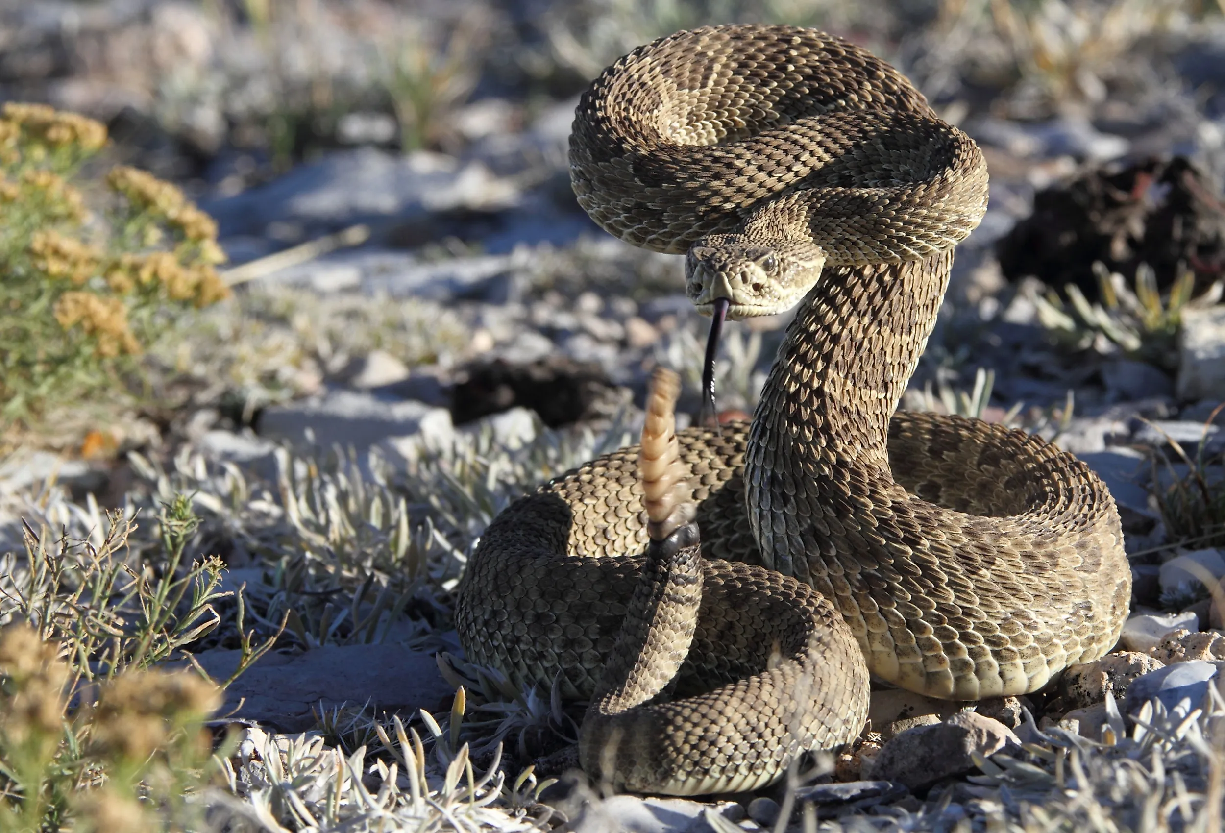 Rattlesnake poised to strike in Wyoming.