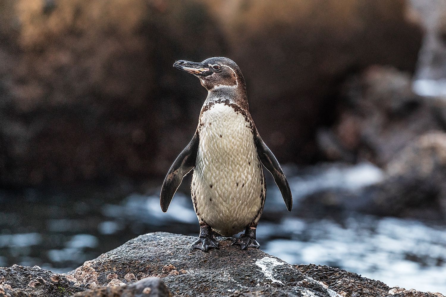 Galapagos Penguin on Galapagos Islands. Image credit: Maridav/Shutterstock.com