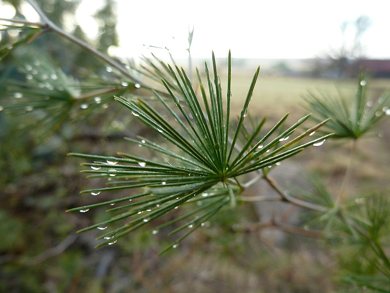 Asparagus laricinus cladodes. Image credit: JMK/Wikimedia.org