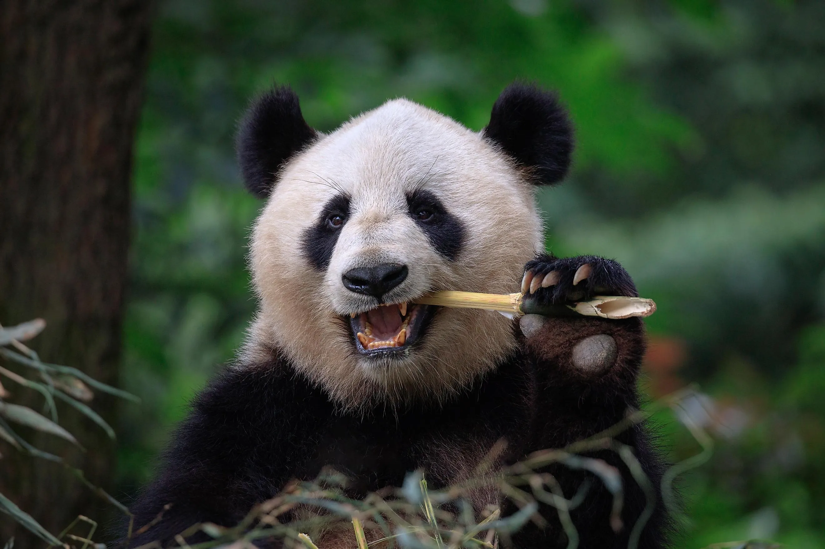 A giant panda chewing a bamboo.