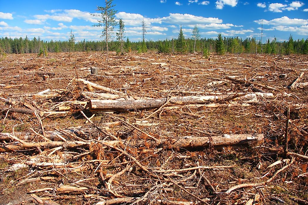 Habitat destruction is one of the factors affecting the endangered animals of North America.
