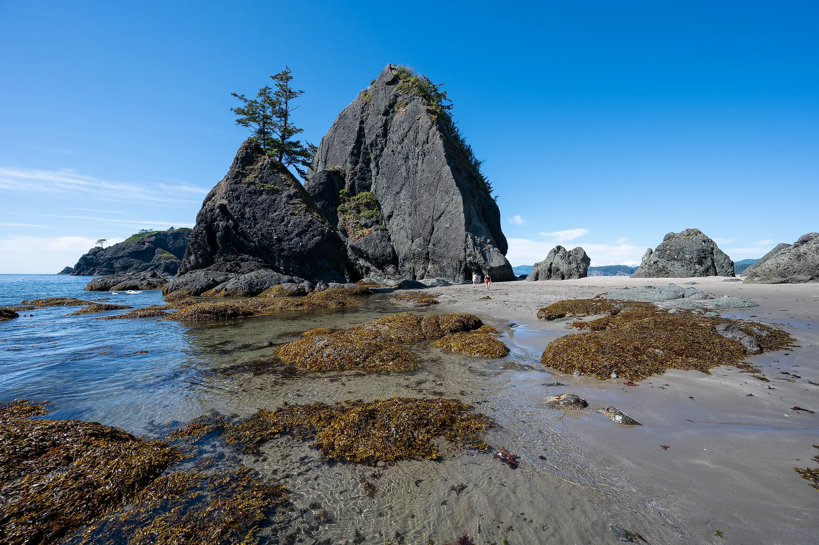 Tide pools and seaweed exposed amidst rocks of Point of Arches on Shi Shi Beach at low tide in Olympic National Park, Washington. 
