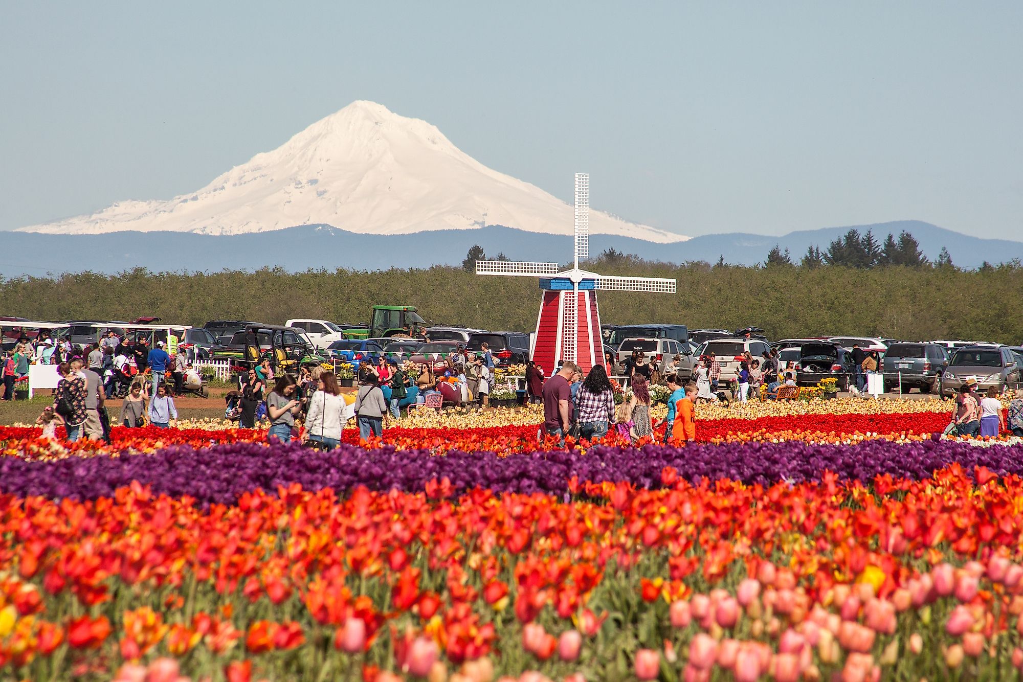 Wooden Shoe Tulip Farm in Oregon.