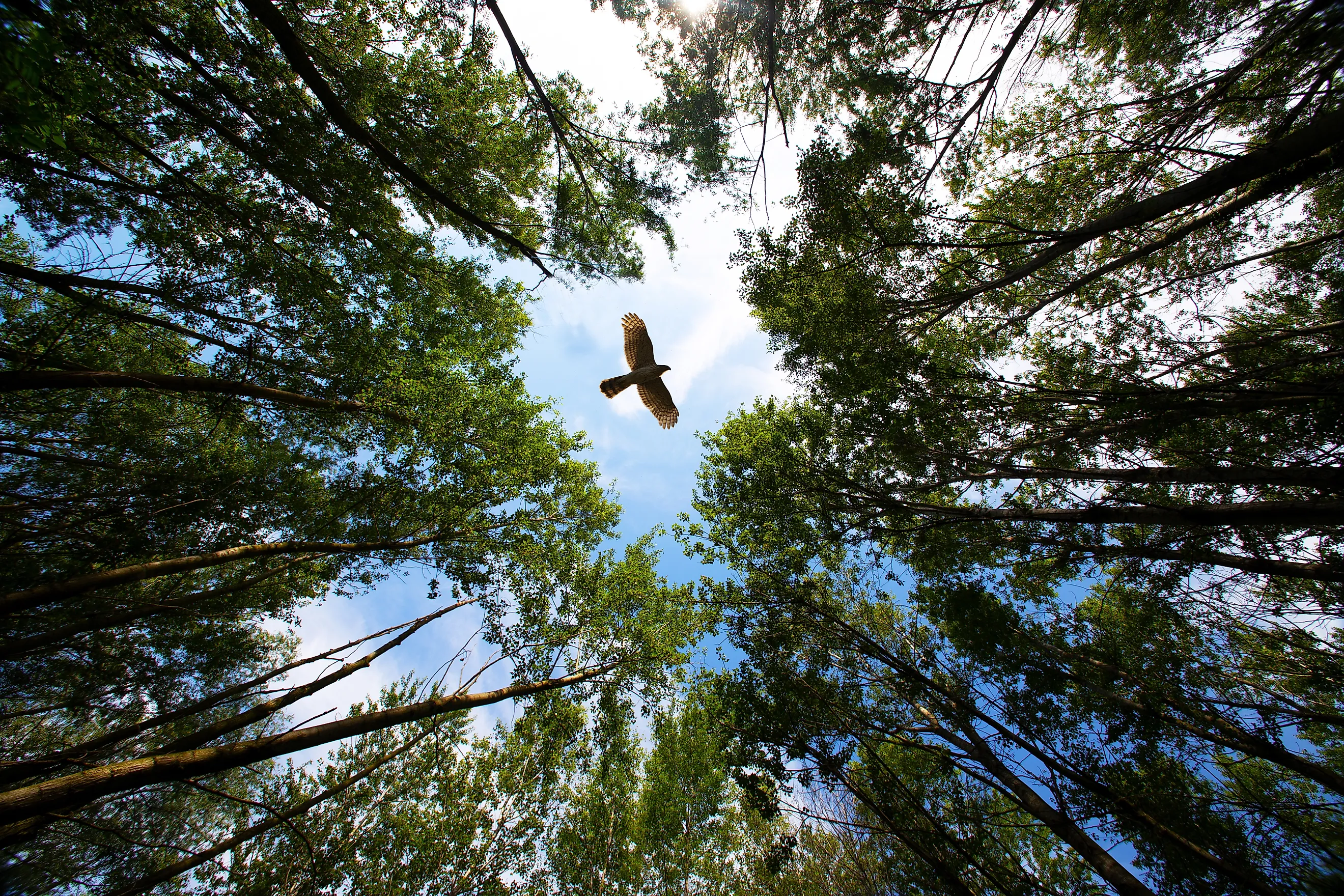 A raptor flying above the forest canopy.