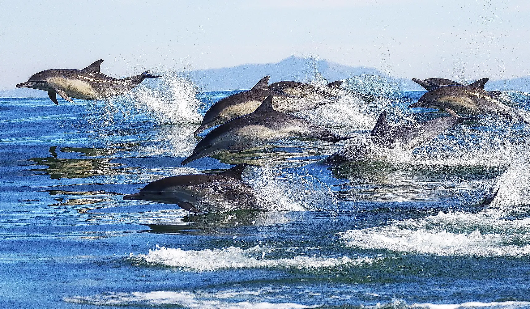 A pod of long-beaked common dolphins leaps out of the water in Monterey Bay, California.