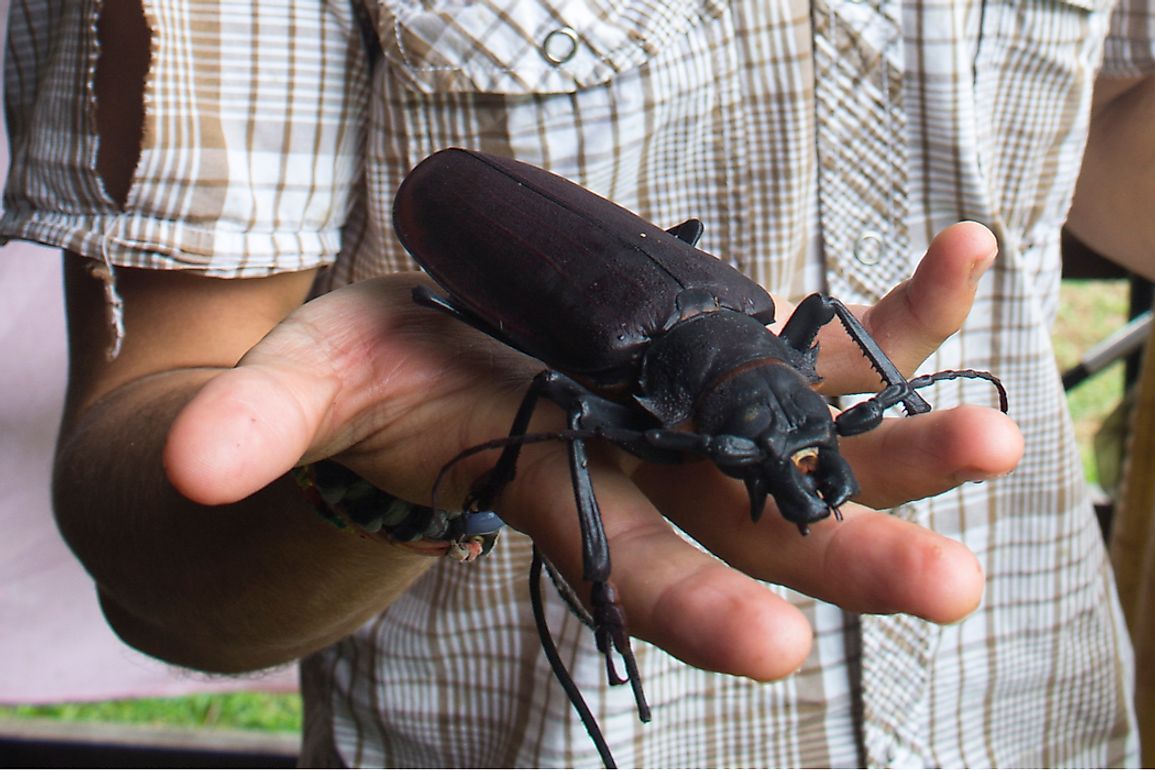 The Biggest Insects In The World Worldatlas