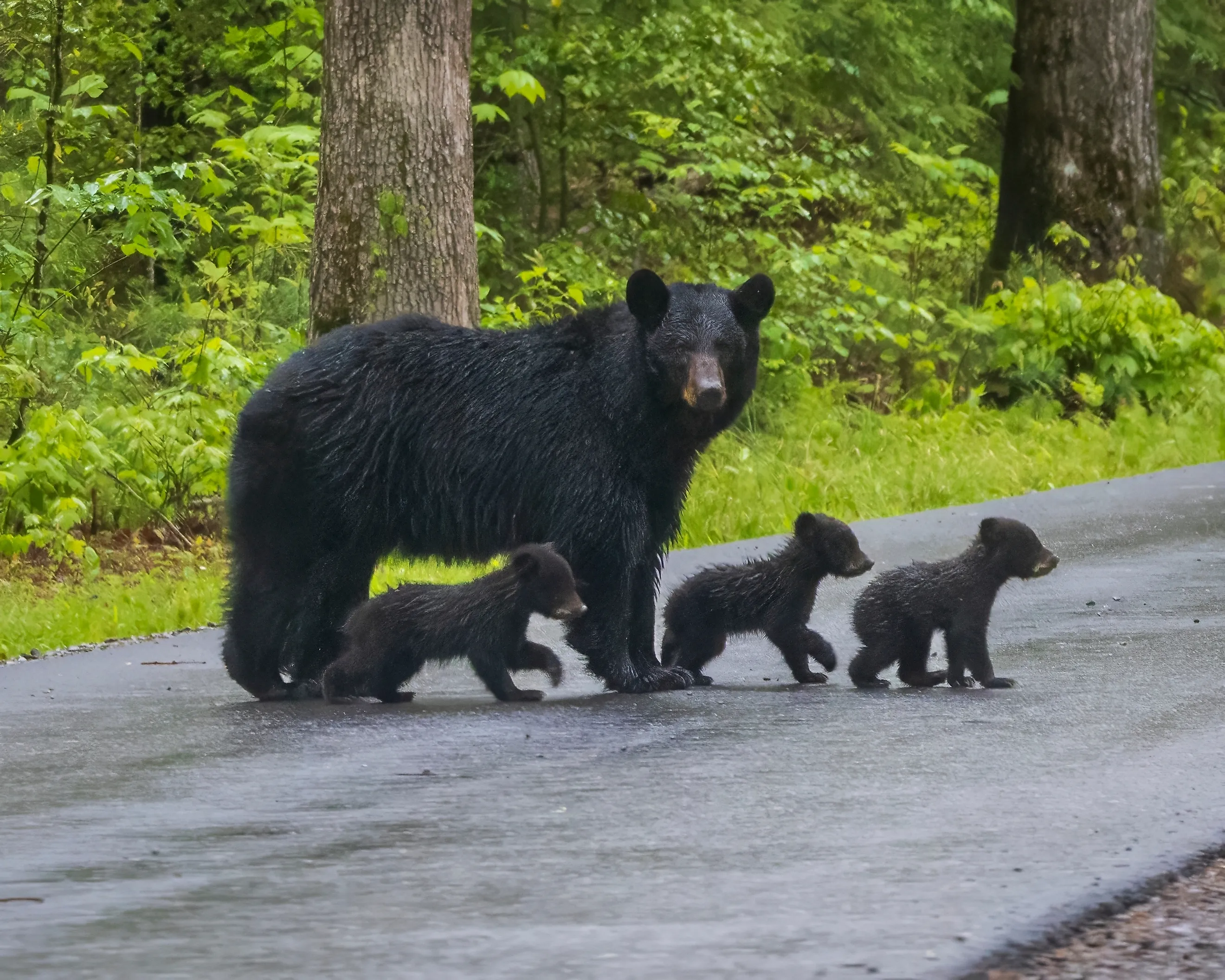 Wild black bear family.