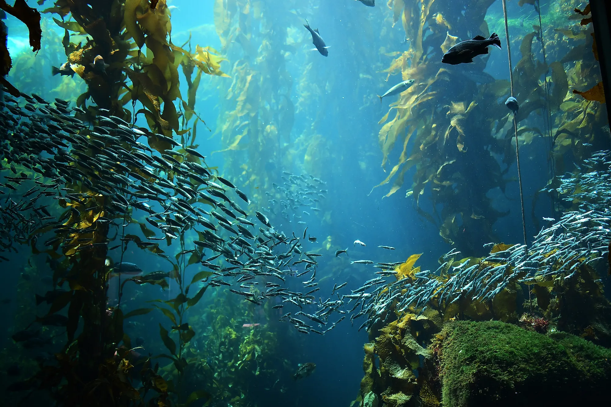 Kelp forest ecosystem.