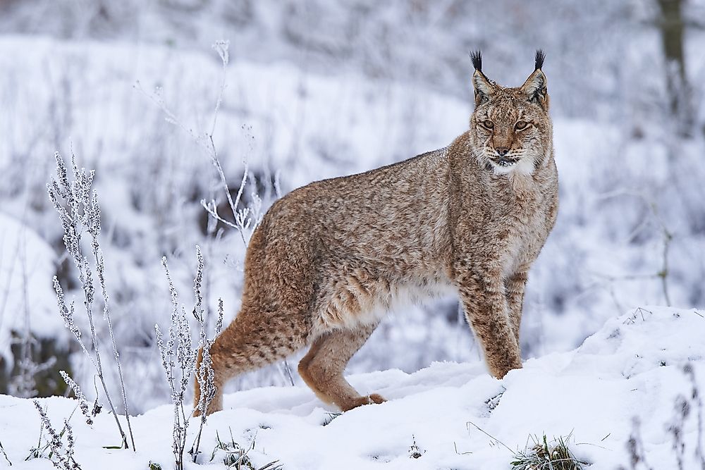 Animals Native To Russia Worldatlas Com