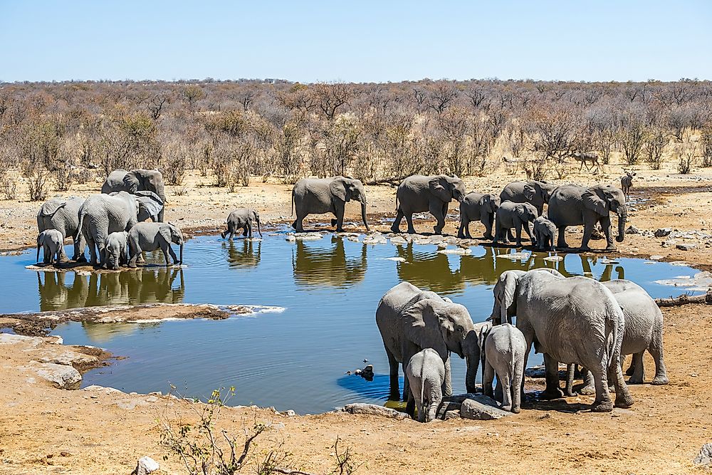 Elephants in Etosha National Park.