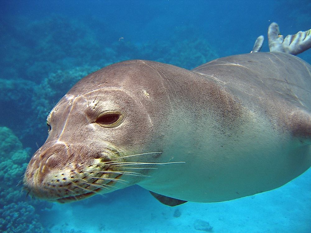 A Hawaiian monk seal. Image credit: Sophiebalanay18/Shutterstock.com
