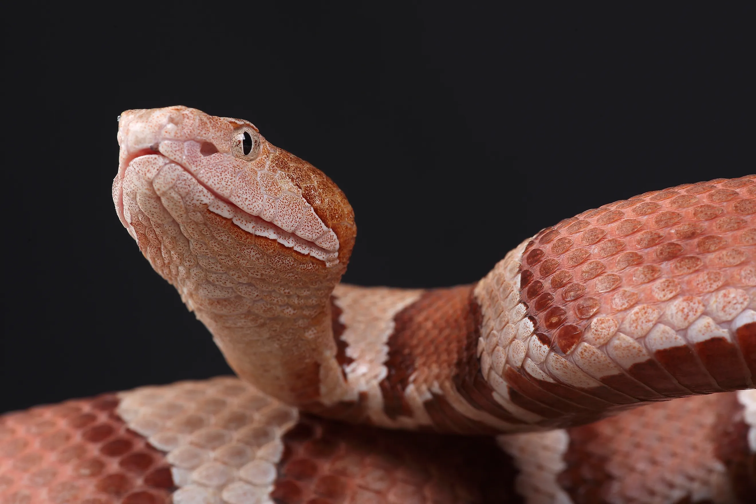Close up shot of the venomous eastern copperhead snake.