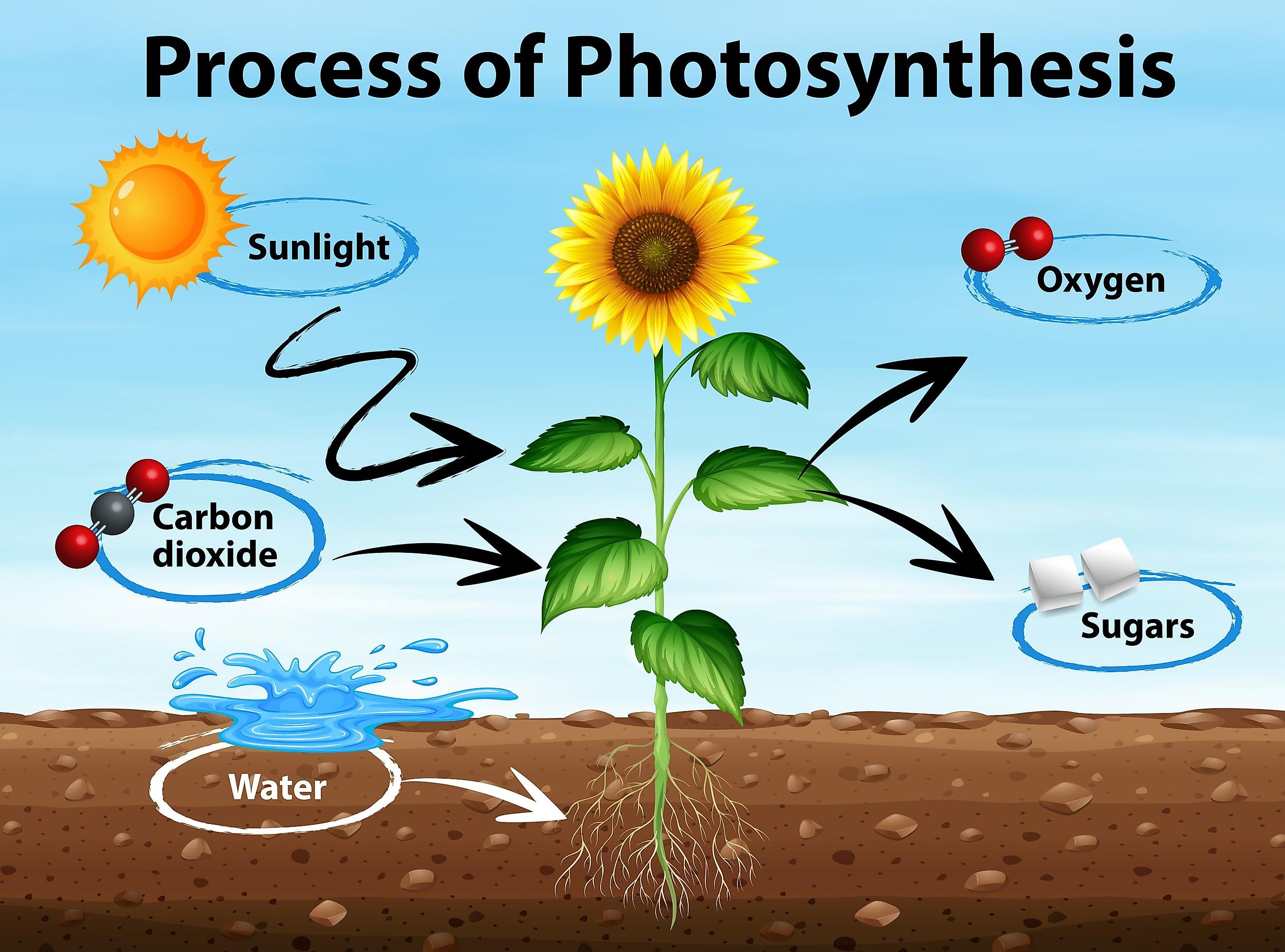 recent research paper on photosynthesis