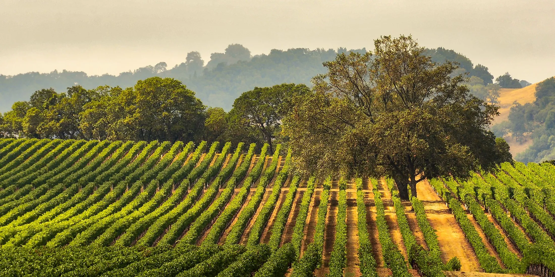 Panorama of a vineyard with oak tree, Sonoma County, California.