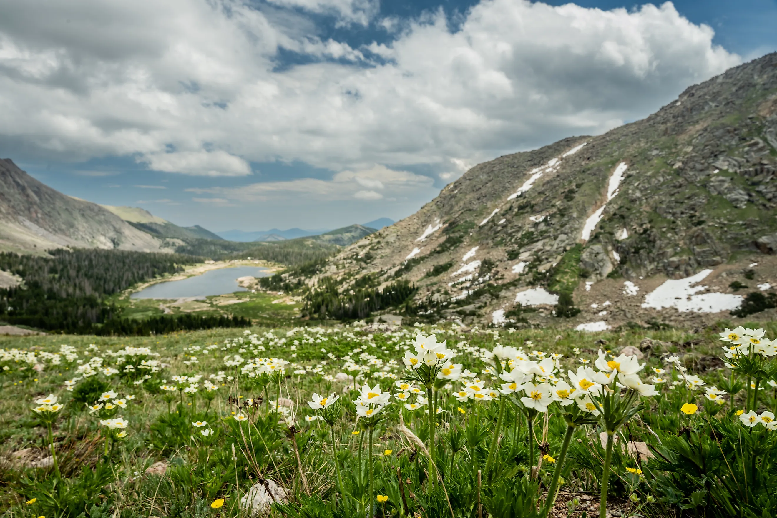 Field of Trollius Laxus Wildflowers Overlooking Lawn Lake in Rocky Mountain National Park