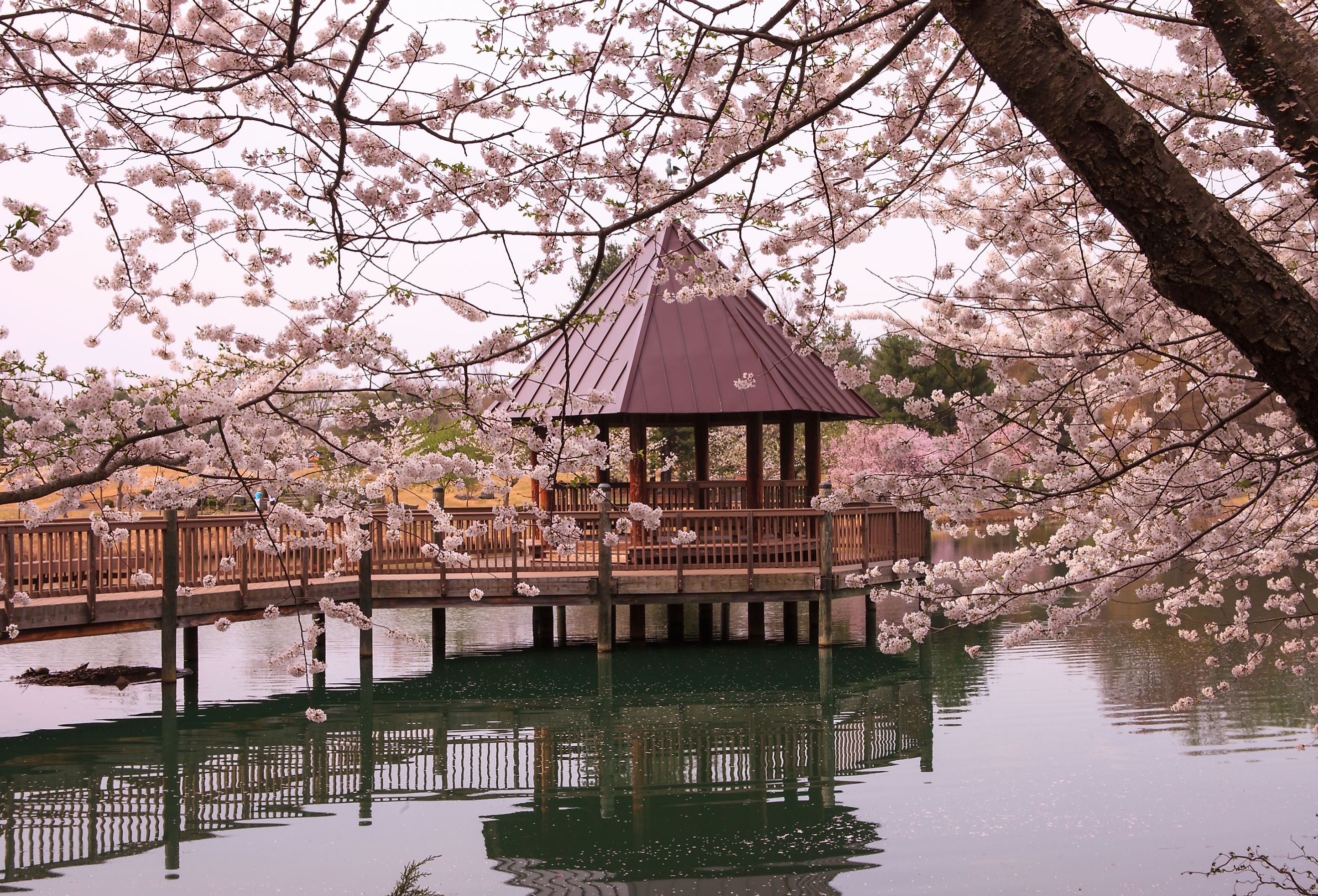 Gazebo on the lake surrounded by cherry blossoms at Meadowlark Botanical Garden, Vienna, Virginia.