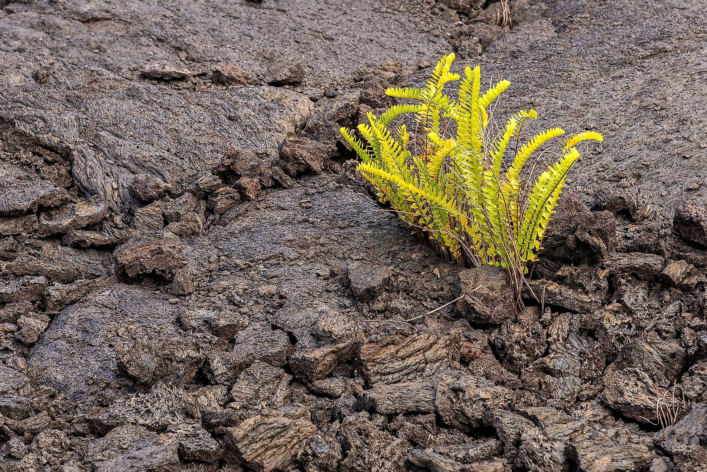 A tiny fern growing on barren rock, the first signs of ecological succession. 