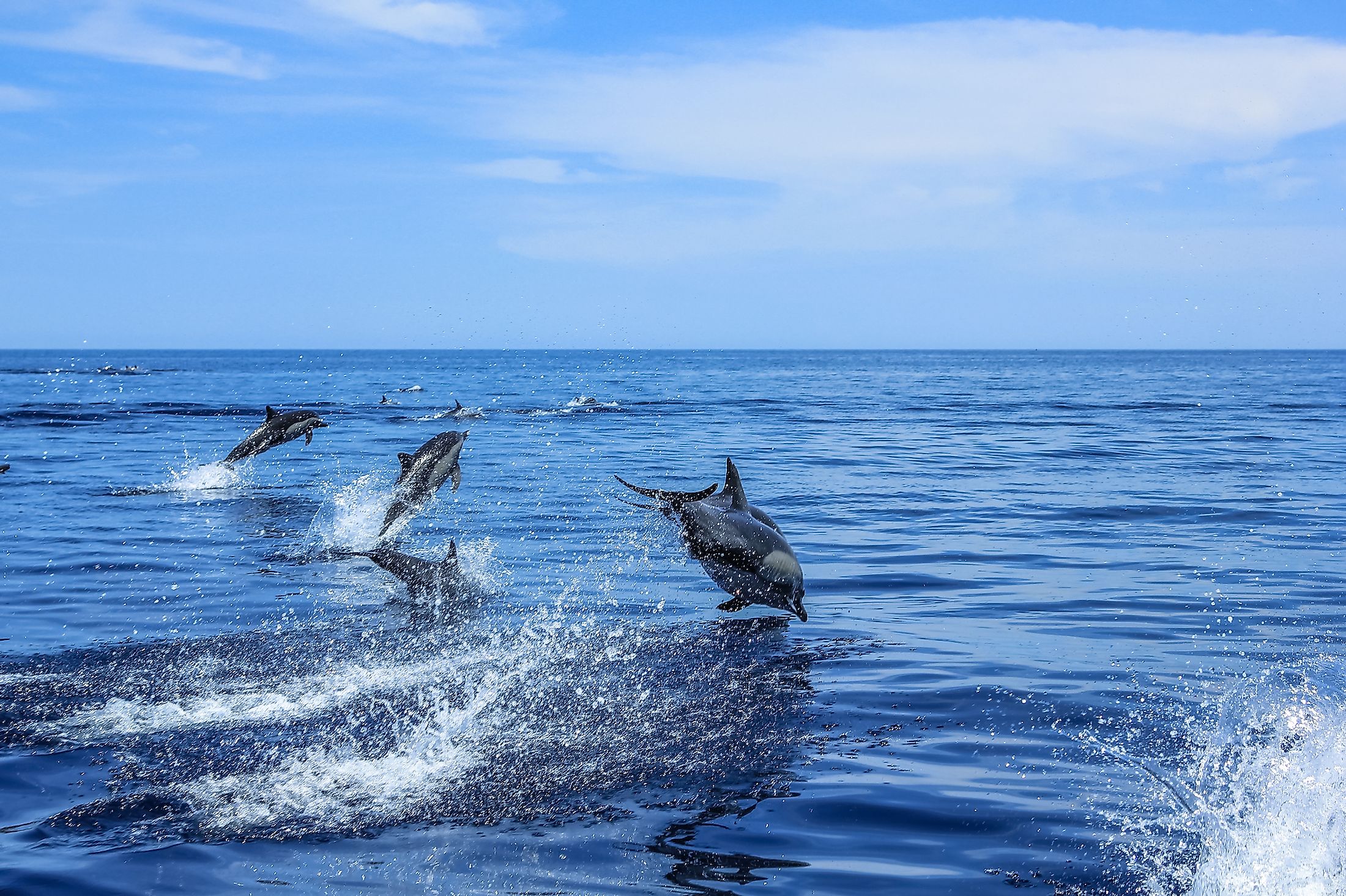 Gulf Of California