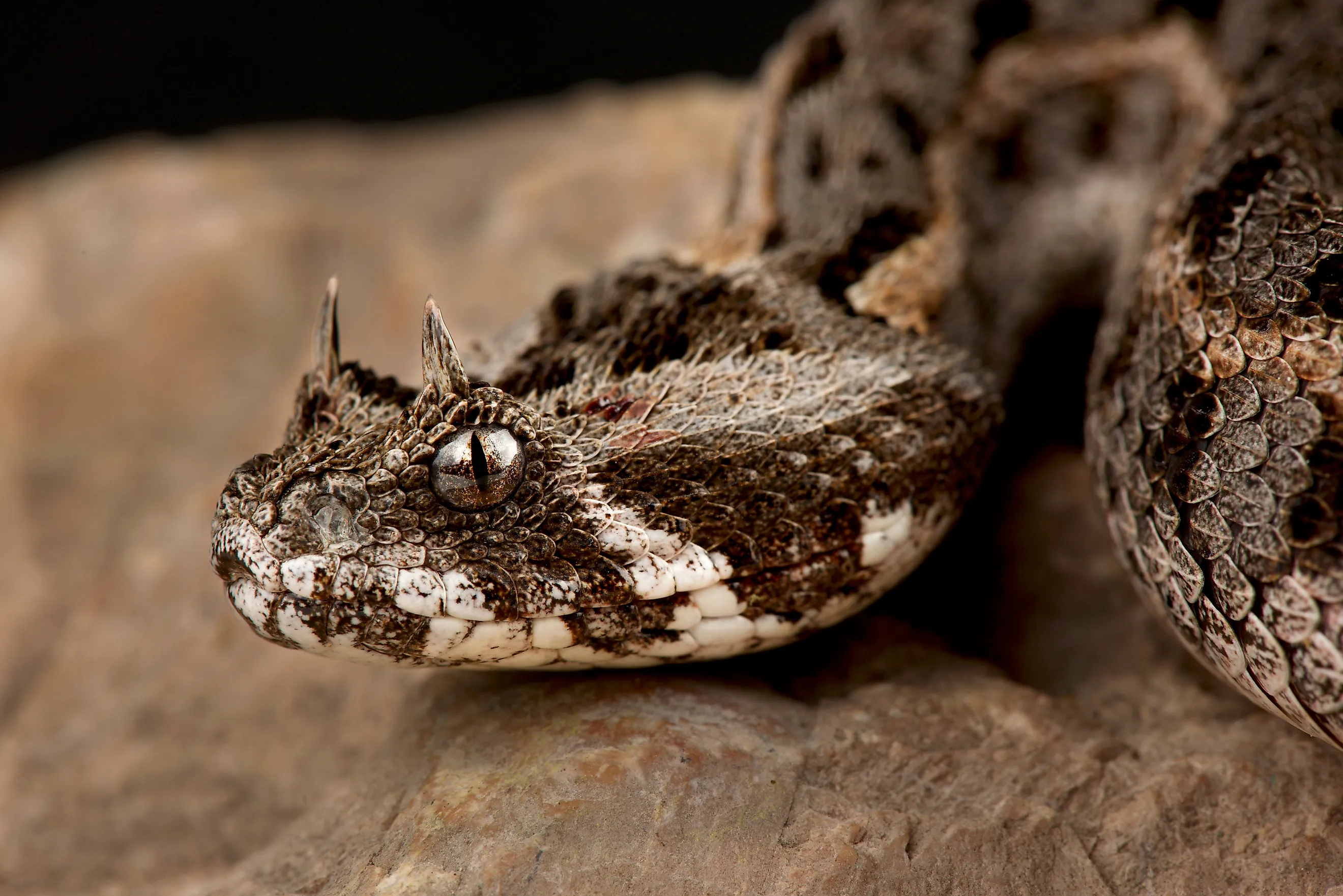 Kenya horned viper (Bitis worthingtoni)