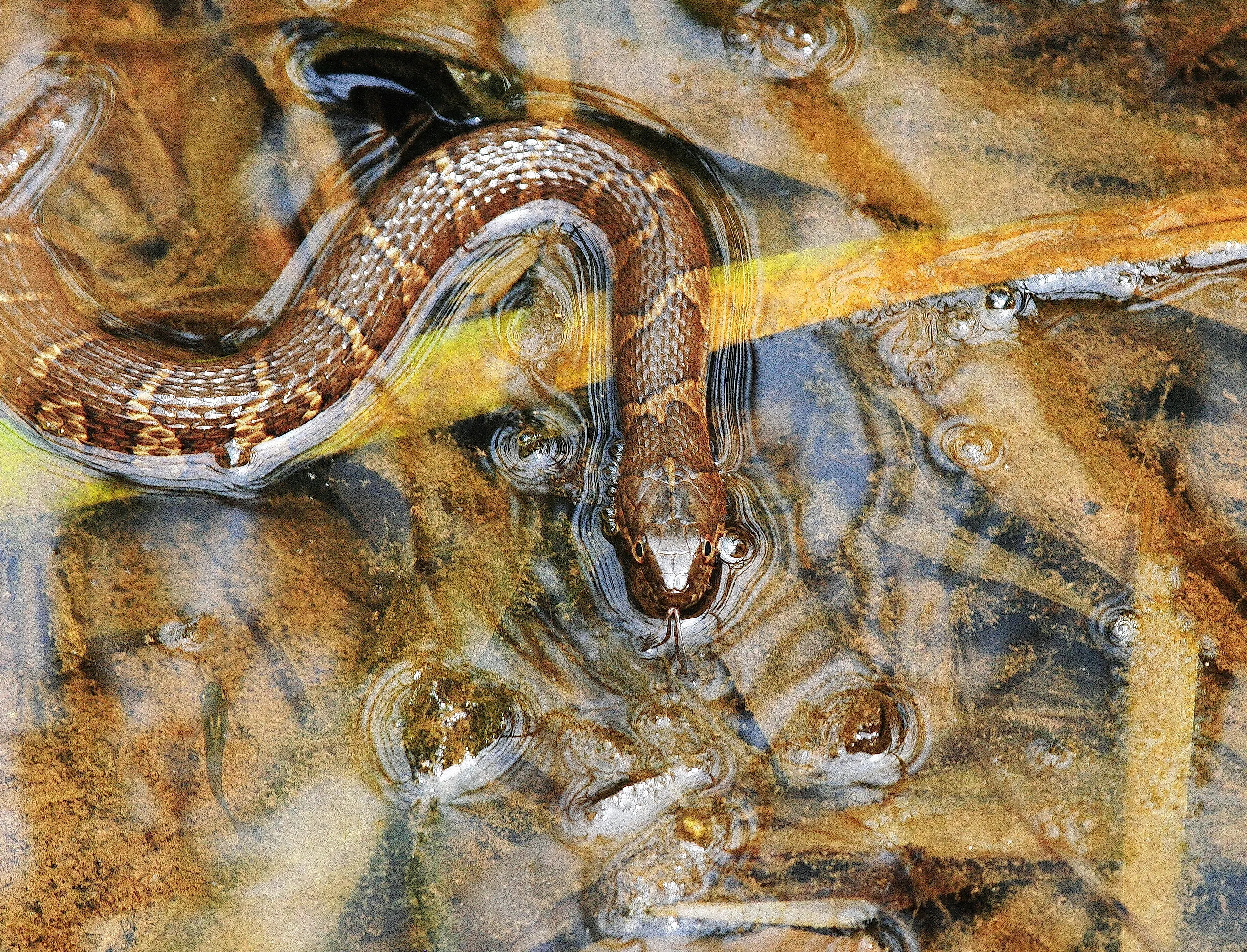 The Northern water snake in a body of water.
