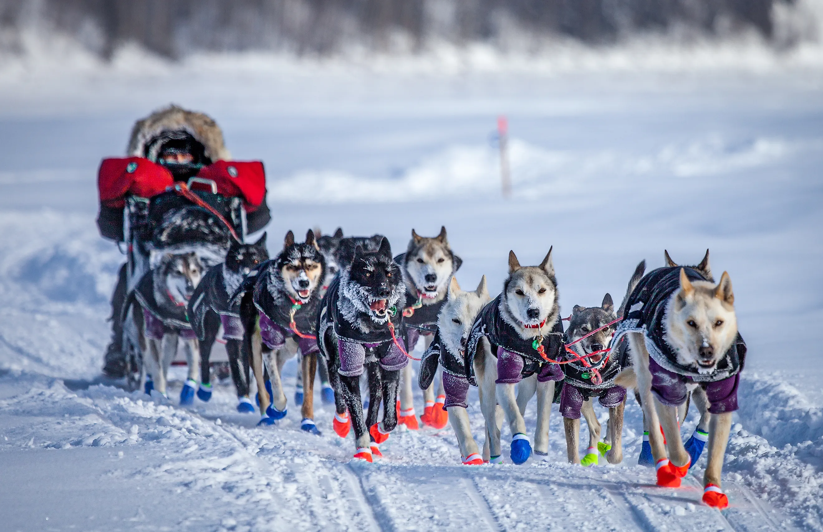 Dog sledding in the Iditarod in Alaska.