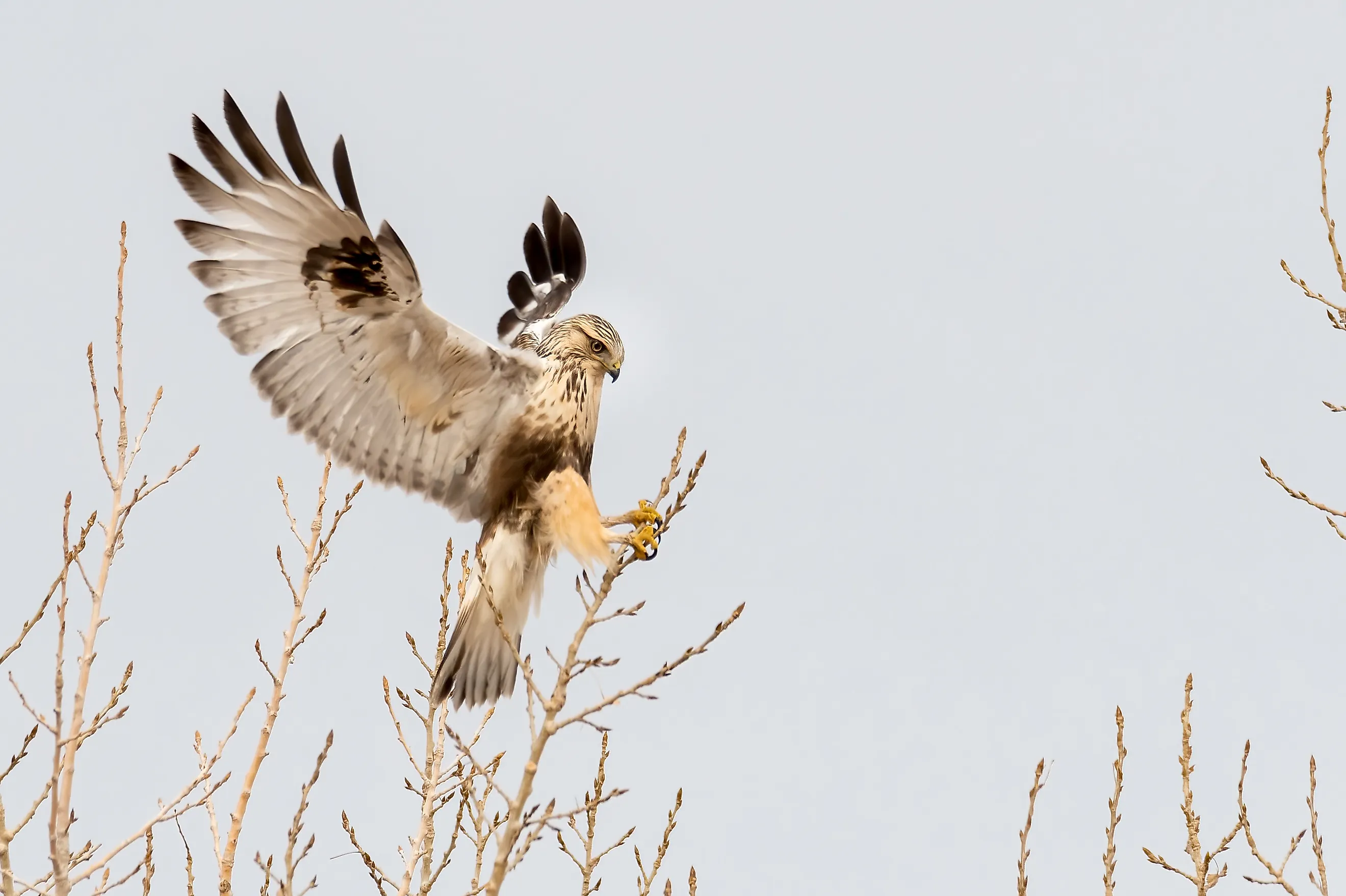 Rough-legged Hawk landing on a small branch