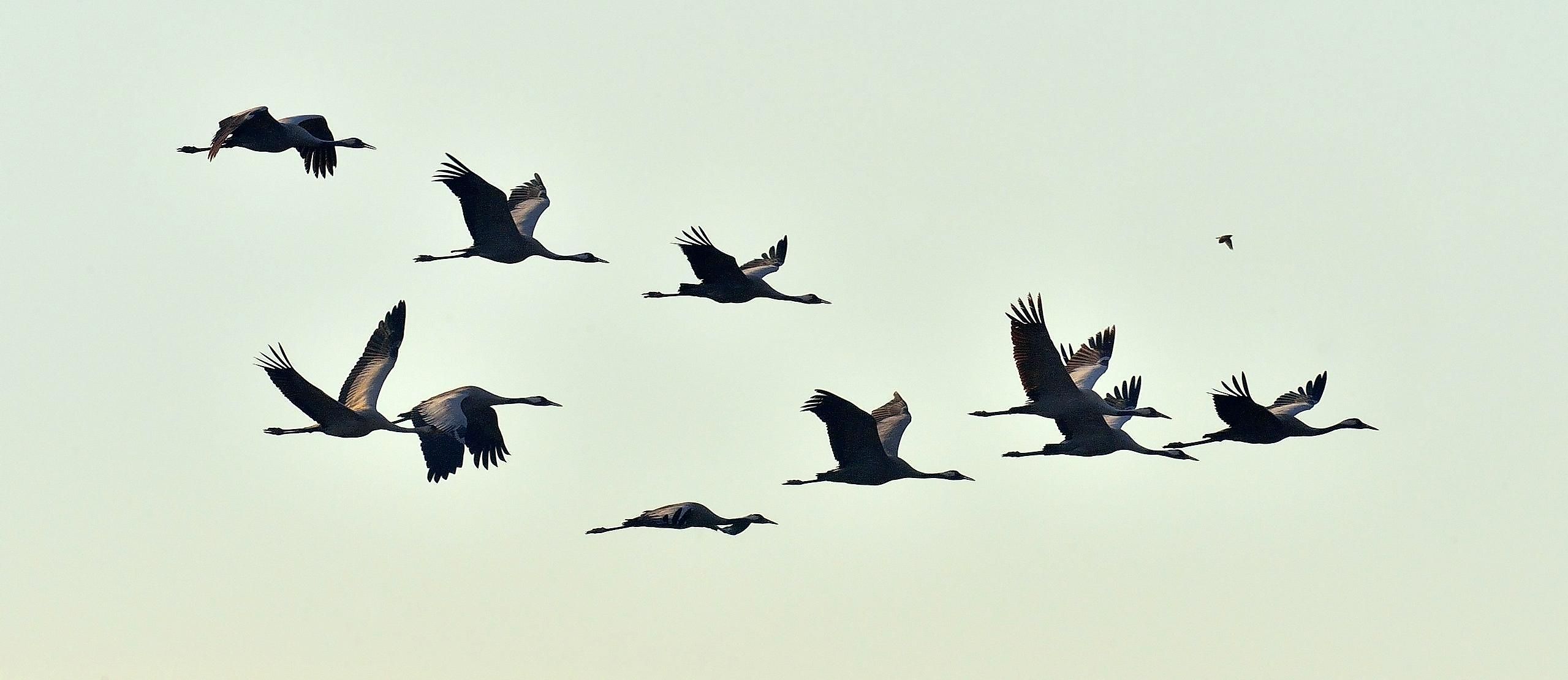 Many species relocate themselves once the winter comes, like birds, and some of them burn and get cancer if they have too much of Sun, like humans.