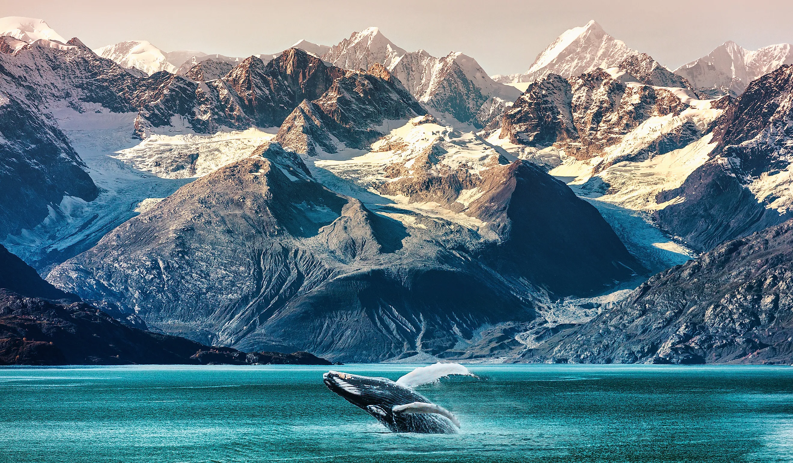 A whale breaches in an Alaskan bay.