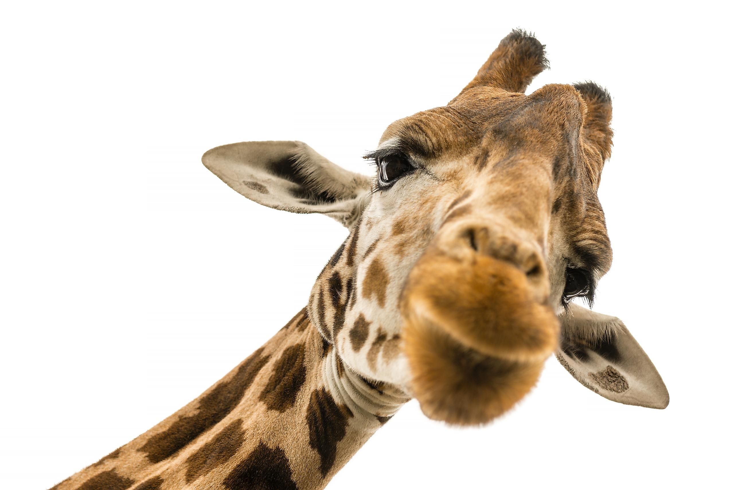 A giraffe only has one heart.