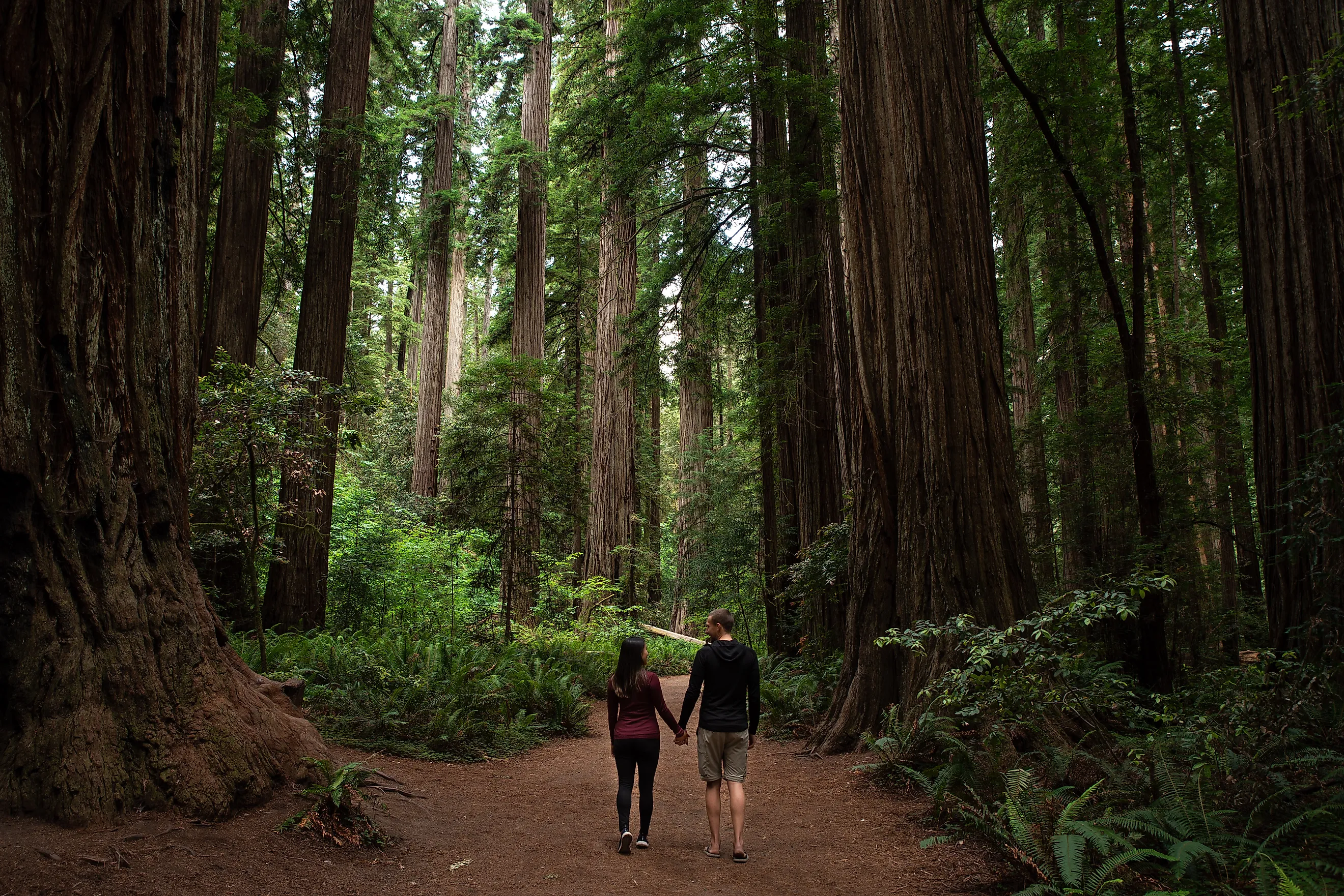 Couple walking through redwood forest at Redwoods National and State Parks, California.
