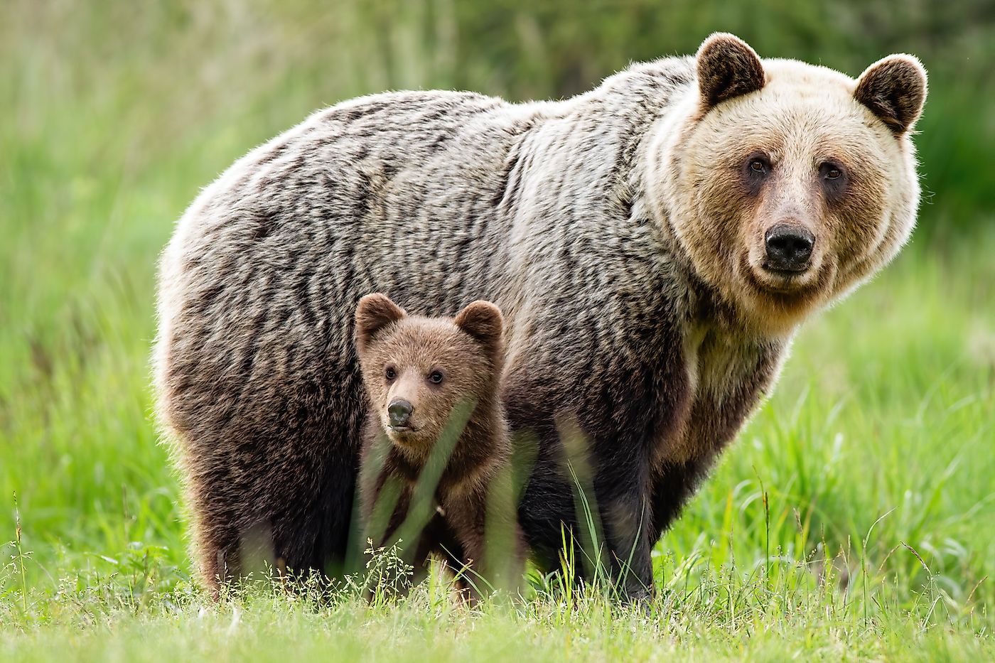 A brown bear mom with cubs. Image credit: WildMedia/Shutterstock.com