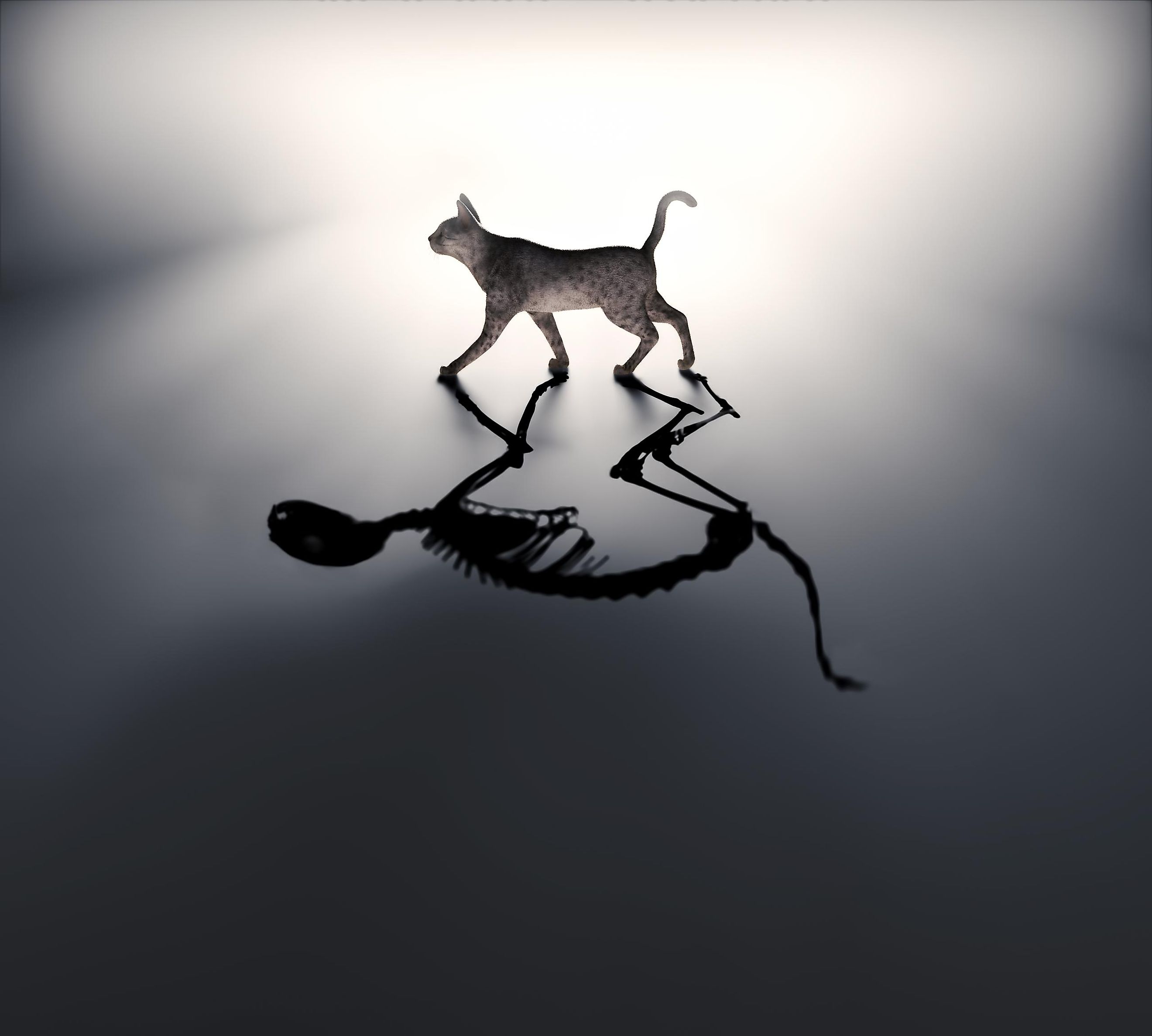 Schrodinger's cat - dead and alive.