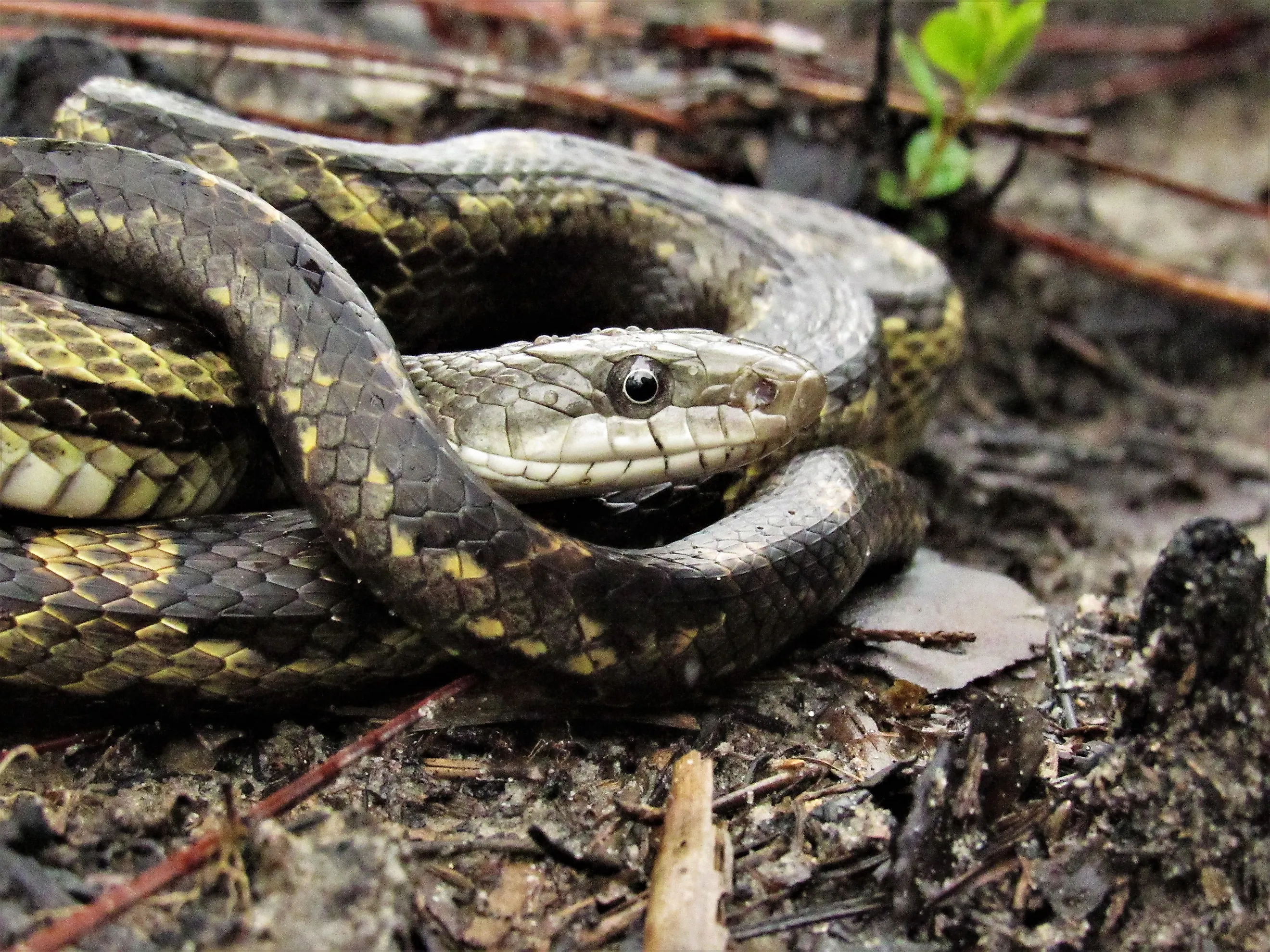 Gray rat snake in Mississippi.