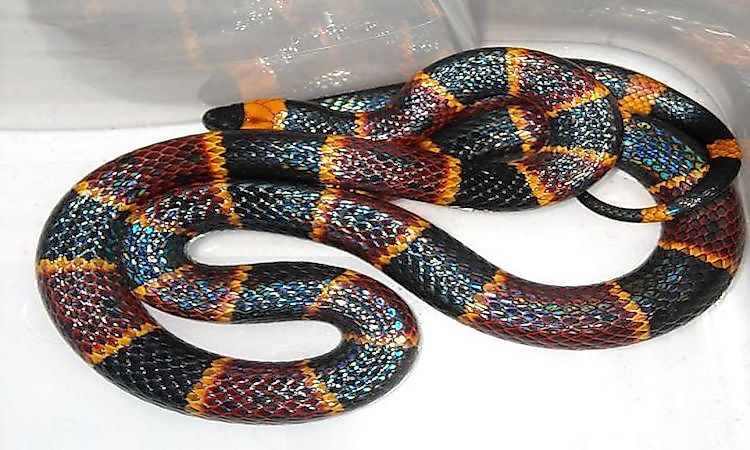 Venomous Snakes Of North Carolina - WorldAtlas