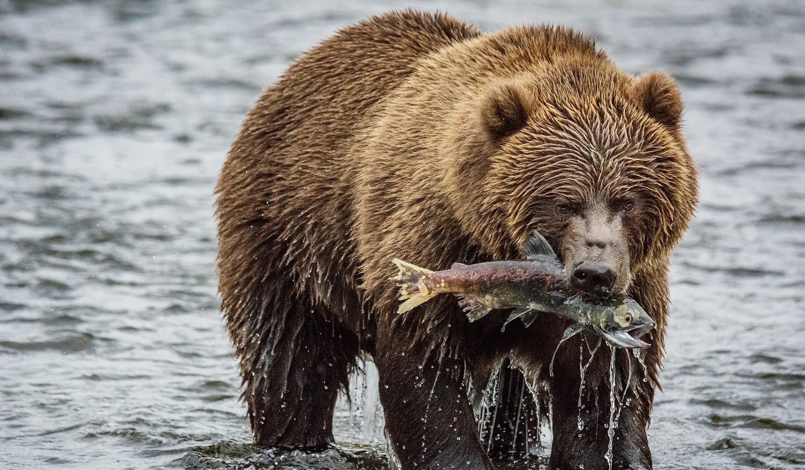 Kodiak Brown bear on Kodiak Island, Alaska, in the summer.