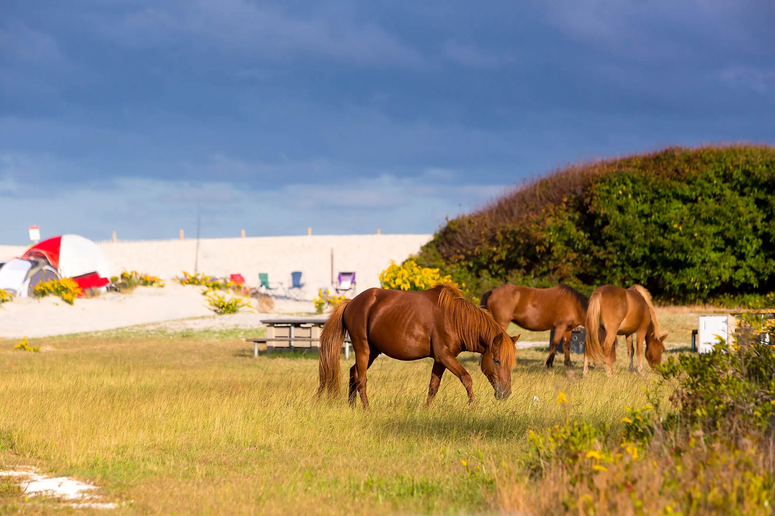 A herd of wild ponies grazing in a campsite at Assateague Island National Seashore, Maryland.