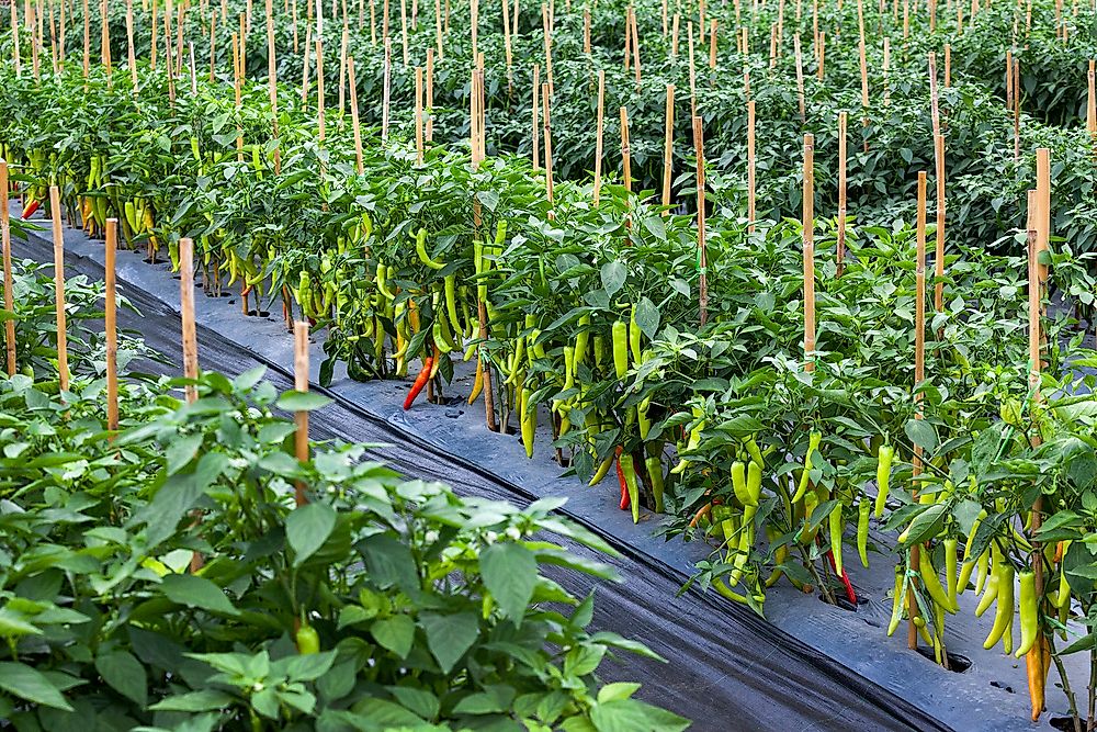 A chili farm in Mexico.