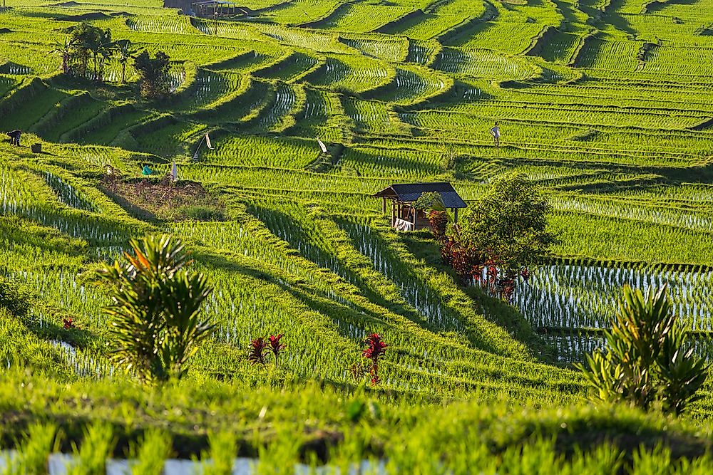 The Jatiluwih rice terraces in Bali, Indonesia.