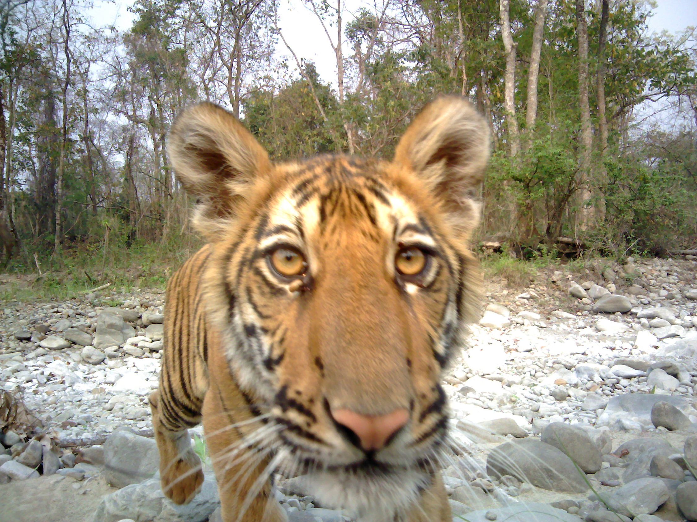 A tiger cub caught on camera trap in India’s Manas National Park, which experienced decades-long unrest  Image credit: Assam Forest Dept, Aaranyak, Panthera