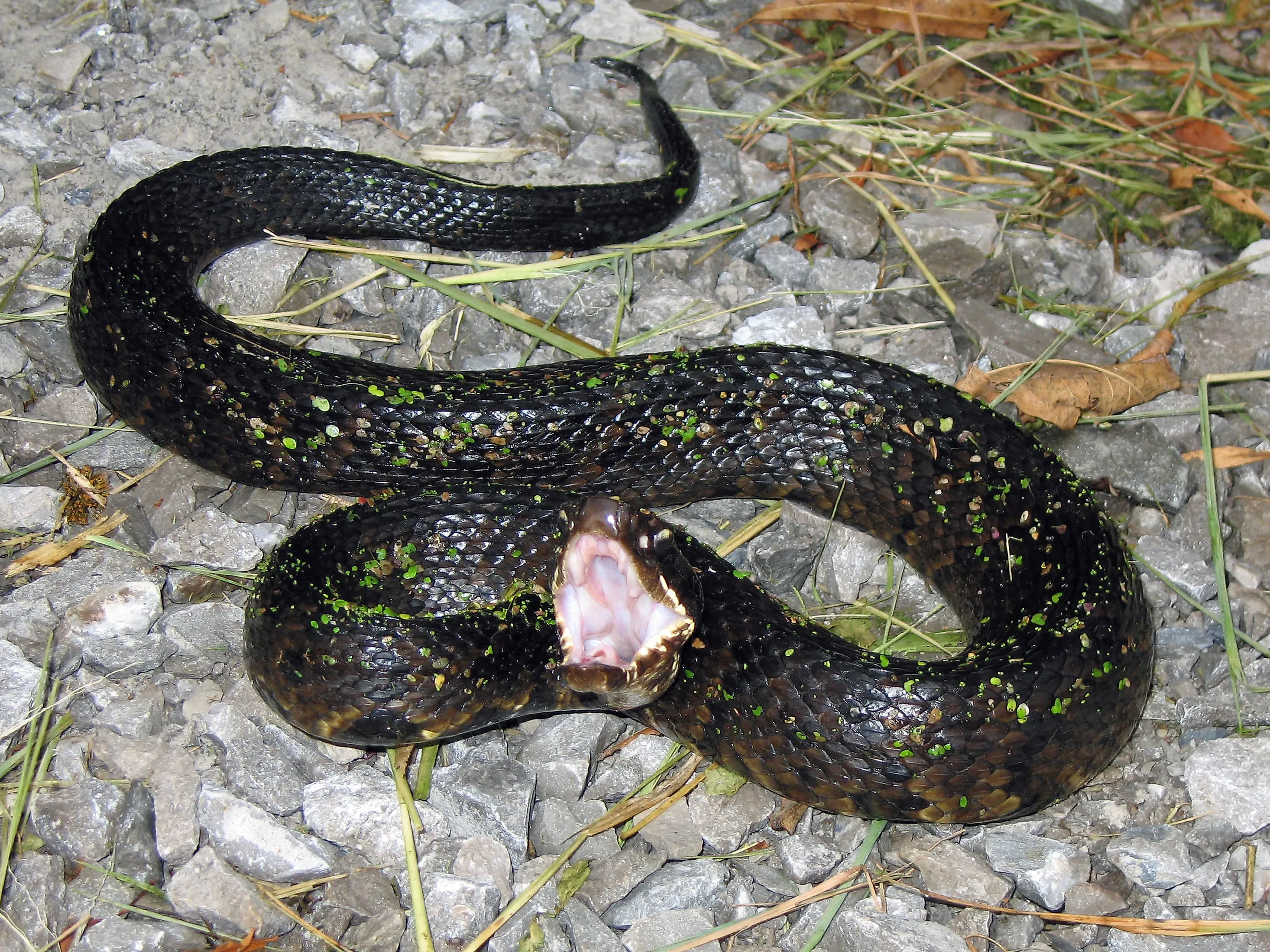 Western Cottonmouth