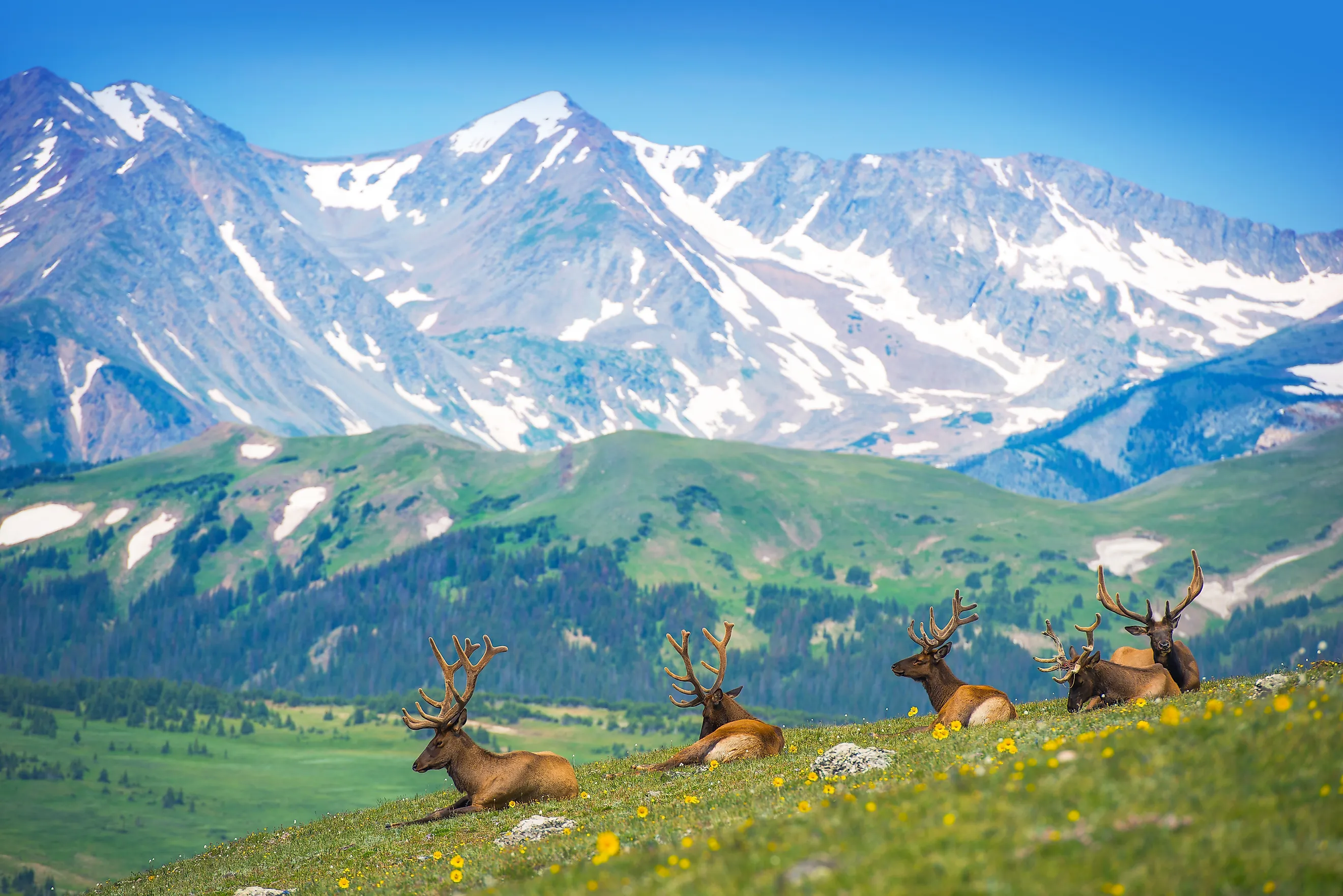 Elk gathered near Estes Park, Colorado.